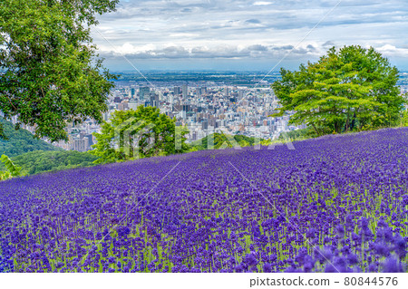 薰衣草和札幌市容 80844576
