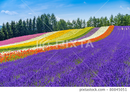 Hokkaido Furano Lavender Summer Feature Flower 80845051