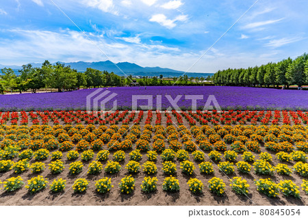 北海道富良野薰衣草夏季特色花 北海道富良野薰衣草夏季特色花 80845054