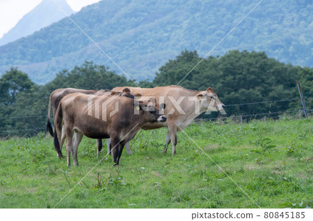 A jersey cow that eats grass leisurely, Hiruzen Plateau Jersey Land, Okayama Prefecture A jersey cow that eats grass leisurely, Hiruzen Plateau Jersey Land, Okayama Prefecture 80845185