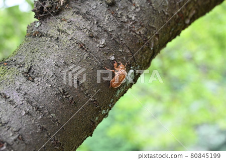 Cicada shells on a tree 80845199