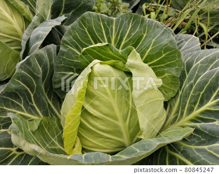 Extracted cabbage Extracted cabbage 80845247