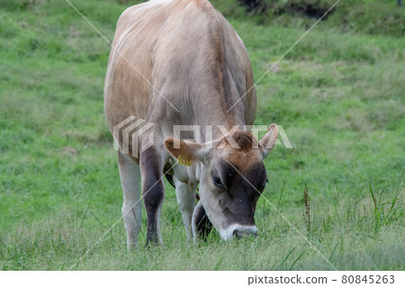 悠閒吃草的澤西牛,岡山縣日留前高原澤西島 悠閒吃草的澤西牛,岡山縣日留前高原澤西島 80845263