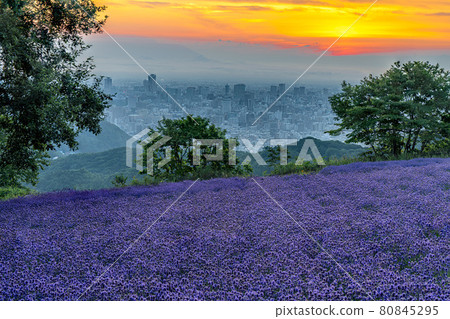 Hokkaido Sapporo city landscape lavender sea of clouds sunset Hokkaido Sapporo city landscape lavender sea of clouds sunset 80845295