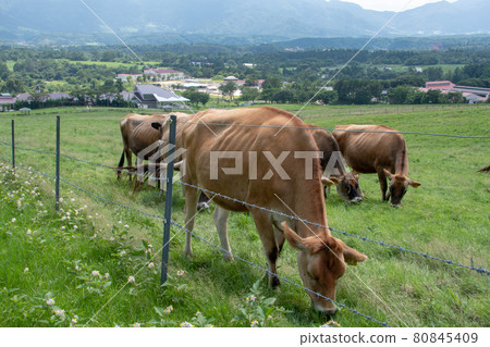 A jersey cow that eats grass leisurely, Hiruzen Plateau Jersey Land, Okayama Prefecture 80845409