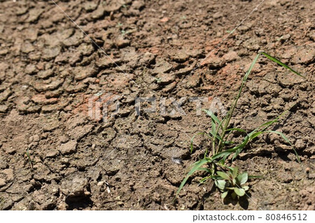 Dried ground Dried ground 80846512