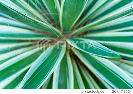 Agave leaf texture. View from above. Striped leaves of a tropical plant 80847130