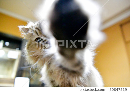 Cat punch Cat punch 80847219
