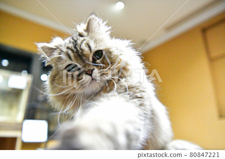Cat punch Cat punch 80847221
