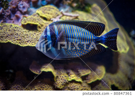Red Sea sailfin tangfish underwater in sea Red Sea sailfin tangfish underwater in sea 80847361