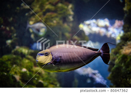 bignose unicornfish Naso vlamingii fish underwater in sea 80847362