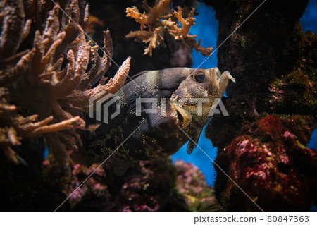 Spotted soapfish Pogonoperca punctata fish underwater in sea 80847363