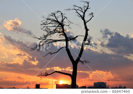 Sunset and trees 2 80847460