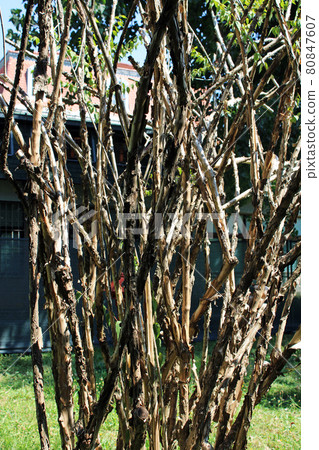 Kolkwitzia amabilis, plants by summer, Zagreb, Croatia 80847607
