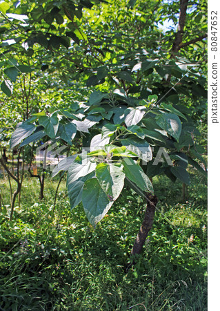 Clerodendrum trichotomum, plants by summer, Zagreb, Croatia Clerodendrum trichotomum, plants by summer, Zagreb, Croatia 80847652