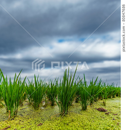 Rice field with growing plants under cloudscape 80847686