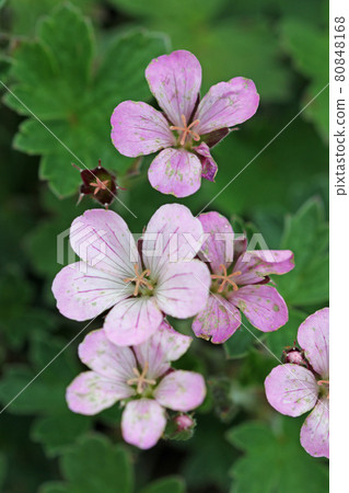 Pink hybrid geranium flowers in close up 80848168