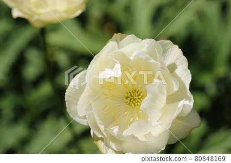 Pale yellow hybrid globeflower flower in close up 80848169