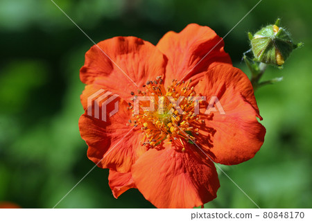 Orange chilean avens flower in close up 80848170