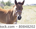 A foal with halter standing in the field 80848202