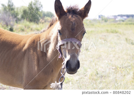 A foal with halter standing in the field 80848202
