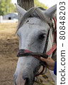 Man holding halter of white horse, close up 80848203