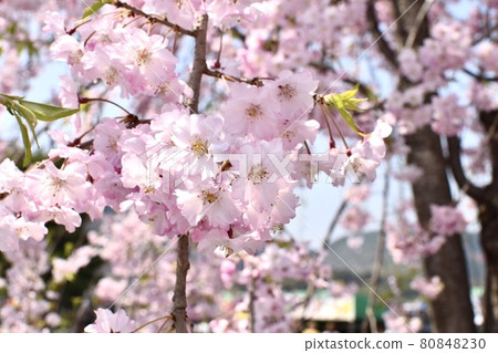 櫻花特寫 80848230