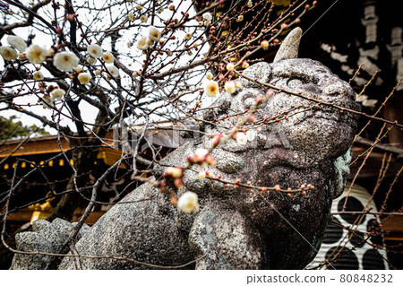 北野天滿宮、一角守護犬、白梅花開 80848232