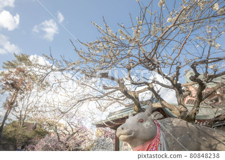 Red-eyed beef relaxing in the bright New Year's sunny weather when red and white plum blossoms bloom in winter at Kitano Tenmangu Shrine 80848238