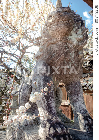 冬天的北野天滿宮,守護犬和盛開的白梅 冬天的北野天滿宮,守護犬和盛開的白梅 80848239