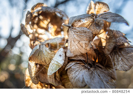 Umenomiya Taisha Shrine, the dead hydrangea of Kitajinen that decorates the garden of winter withering 80848254
