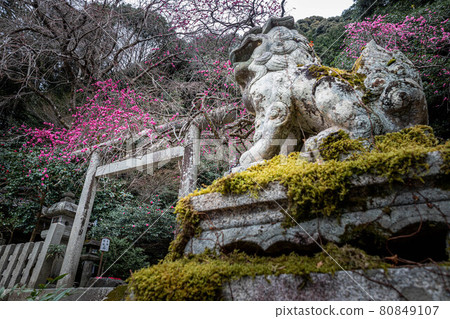 大豐神社的春天,長滿青苔的A字護衛犬和樂中哭泣的紅梅 大豐神社的春天,長滿青苔的A字護衛犬和樂中哭泣的紅梅 80849107