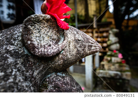 男東神社的春天，一隻頭戴鮮紅山茶花的男東神社老鼠 80849131