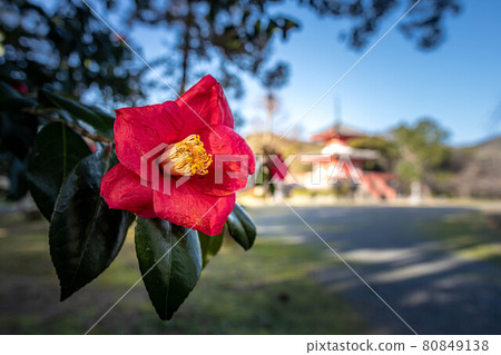 In the spring of the Daikakuji monzeki, a large camellia flower and the Shingyo-Hoto in the distance In the spring of the Daikakuji monzeki, a large camellia flower and the Shingyo-Hoto in the distance 80849138