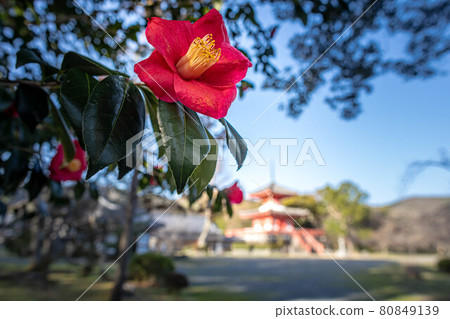 大覺寺門關的春天,大山茶花和遠處的神葉 大覺寺門關的春天,大山茶花和遠處的神葉 80849139
