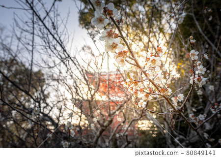 與大覺寺遺址和真行鳳頭一起在西太陽下盛開的白梅花 80849141