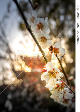 The branches of white plum blossoms that bloom in the west sun with the ruins of Daikakuji Temple and the Shingyo-Hototo The branches of white plum blossoms that bloom in the west sun with the ruins of Daikakuji Temple and the Shingyo-Hototo 80849142
