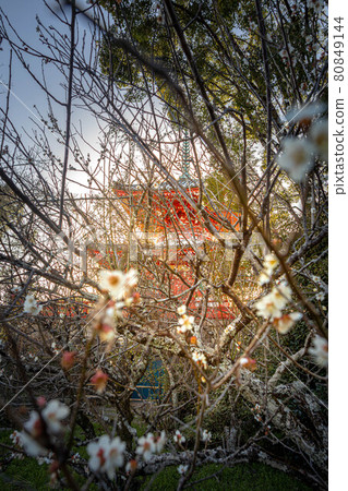與大覺寺遺址和真行鳳頭一起在西太陽下盛開的白梅花 與大覺寺遺址和真行鳳頭一起在西太陽下盛開的白梅花 80849144