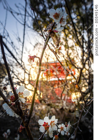 The branches of white plum blossoms that bloom in the west sun with the ruins of Daikakuji Temple and the Shingyo-Hototo 80849146