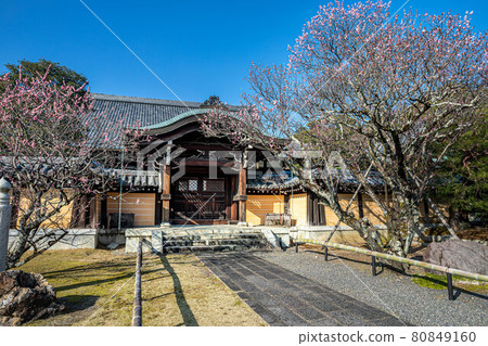 Konkai Komyoji Temple, a giant tree of red plums in front of Ogata Konkai Komyoji Temple, a giant tree of red plums in front of Ogata 80849160