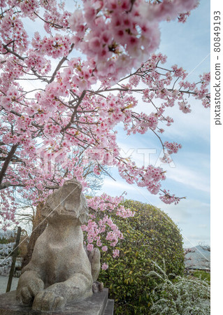A-shaped tiger barking at the cold cherry blossoms in full bloom in the spring of Kokuzo Horinji Temple A-shaped tiger barking at the cold cherry blossoms in full bloom in the spring of Kokuzo Horinji Temple 80849193