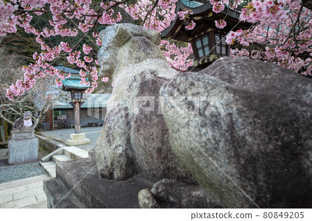 In the spring of Kokuzo Horinji Temple, the back of an A-shaped tiger watching over the approach under the cold cherry blossoms in full bloom In the spring of Kokuzo Horinji Temple, the back of an A-shaped tiger watching over the approach under the cold cherry blossoms in full bloom 80849205
