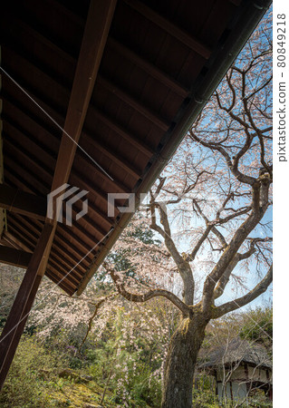 常寂光寺春天盛開的垂枝櫻花 常寂光寺春天盛開的垂枝櫻花 80849218