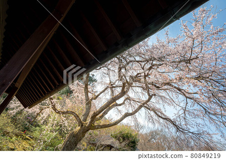 常寂光寺春天盛開的垂枝櫻花 常寂光寺春天盛開的垂枝櫻花 80849219