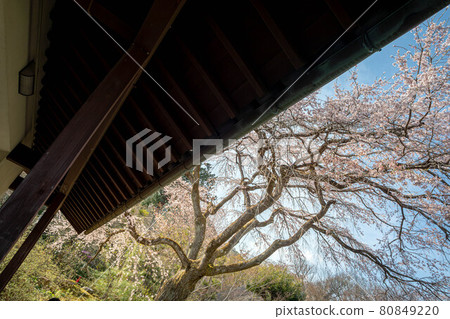 常寂光寺春天盛開的垂枝櫻花 常寂光寺春天盛開的垂枝櫻花 80849220