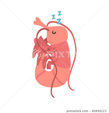 Shrimp Character as Aquatic Mammal with Funny Face Sleeping Vector Illustration Shrimp Character as Aquatic Mammal with Funny Face Sleeping Vector Illustration 80849223