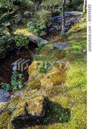 Watering and moss floor in the garden where the petals of weeping cherry blossoms are scattered in the spring of Jojakkoji Temple 80849283