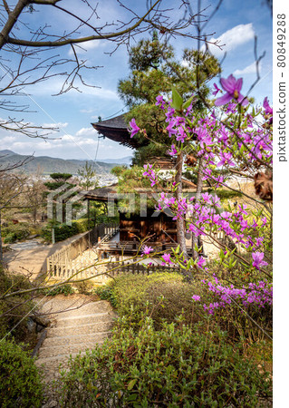 在常寂光寺的春天 從杜鵑花盛開的小倉山小道上可以看到多寶圖和盆地 照片素材 圖片 圖庫