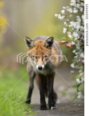 Close up of a red fox in summer 80849495