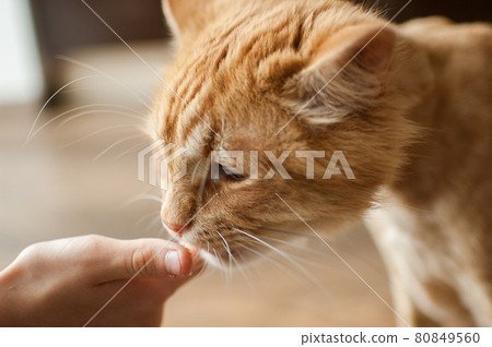 Domestic cat with ginger fur is sitting on the floor after grooming and trimming during summer, animal care concept 80849560